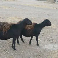 فروش دو راس میش قزل افشار|حیوانات مزرعه|سده (فارس), |دیوار