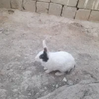 خرگوش نر و ماده|موش و خرگوش|خاش, |دیوار