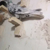 کبوتر|پرنده|کرمان, |دیوار