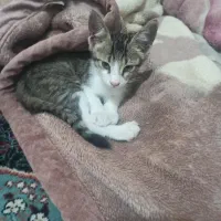 گربه|گربه|گنبد کاووس, |دیوار