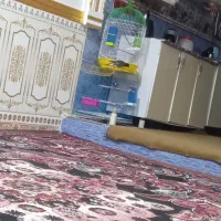 مینا۸ماه فقدسلام|پرنده|شادگان, |دیوار