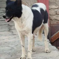 واگذاری سگ|سگ|قم, آزادگان|دیوار