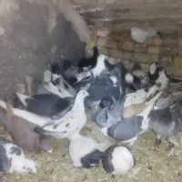 کفتربوم پرشی