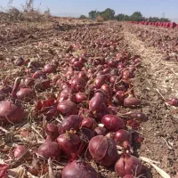 پیاز قرمز لوکس