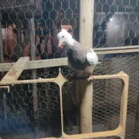 کبوتر طوقی ماده جوان|پرنده|مشکین‌دشت, |دیوار