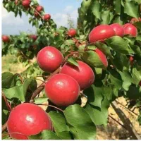 زردآلو نصیری تبرزه عسگر آباد انبه ای دیرگل سردسیری