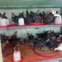 جوجه مرغ خروس باری خانگی ا درجه یک بینظیر|حیوانات مزرعه|شیراز, شریف‌آباد|دیوار