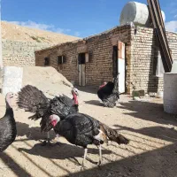 بوقلمون ماده