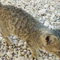 فروش گربه خانگی