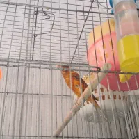 فروش جوجه قناری سرخ و شتری سرخ ذات قدیم