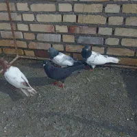 هشت تا کاله