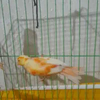 دوعدد جوجه قناری|پرنده|مرودشت, ابوذر شمالی‎|دیوار