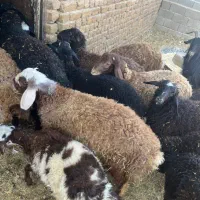 بره نر و ماده|حیوانات مزرعه|محمدشهر, محمدشهر|دیوار