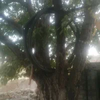 تنه درخت گردو|مصالح و تجهیزات ساختمان|مریوان, |دیوار