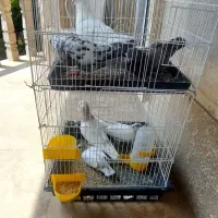کبوتر باقفس