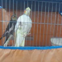 عروس هلندی بالغ جوجه داده|پرنده|رشت, حمیدیان|دیوار