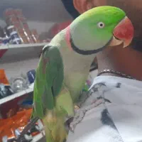 شاه طوطی اسکندر