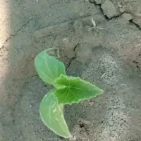 بذر|گل و گیاه طبیعی|کهنوج, |دیوار