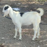 کهره نر فروشی|حیوانات مزرعه|میناب, |دیوار