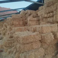 فروش پرس کاه و کلش کیلویی۸۵۰۰|حراج|روانسر, |دیوار