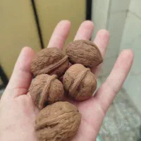 گردو محصول 1404 با پوست اسلاید بعدی رو ببینید|خوردنی و آشامیدنی|لاهیجان, بوجایه|دیوار
