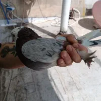 شازده سرور