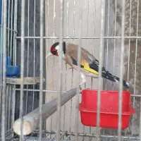 سهره دهن دار