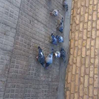 دسته پلاکی سبز دوخط و زرهی