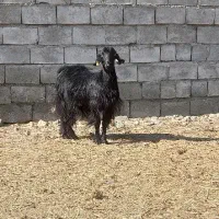 بز چاق آبستن سرحال