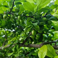 فروش یا معاوضه خانه باغ در روستای غربالبیز|فروش خانه و ویلا|مهریز, |دیوار
