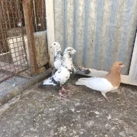 کفتر بزک سینه سلیمونی و یال|پرنده|شیراز, دوکوهک|دیوار