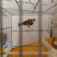 سهره