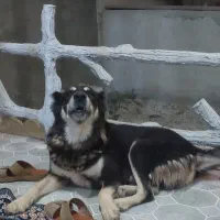 سگ افغان نگهبان درجه یک به شرط سه ساله|سگ|آبپخش, |دیوار