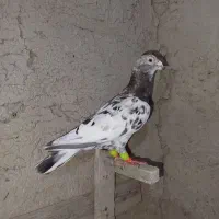 کبوتر