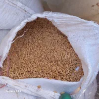 گندم دیم خرمن کوب