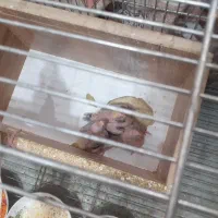 عروس هلندی|پرنده|اصفهان, پزوه|دیوار