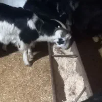 بز و بزغاله|حیوانات مزرعه|دزفول, |دیوار