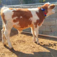 گوساله سیمینتال قرمز شرابی نر از گاو تلیسه