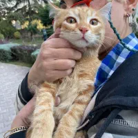 واگذاری رایگان بچه گربه