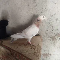 ماده سرونج‌کاکلی