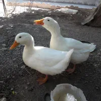 یه جفت اردک نر و ماده