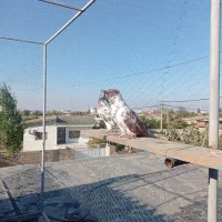 کبوتر کاکول