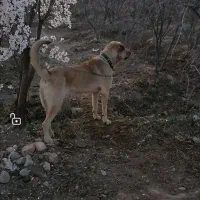 واگذاری سگ پژدر