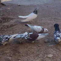 ۶عدد کبوتر|پرنده|کرمانشاه, |دیوار