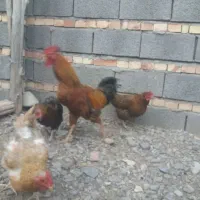 خروس