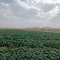 نقدی