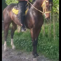 دوعدد نریان درشت