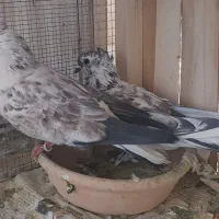 بوربوری دم سفید وشازده زرد کاکلی چکمه ای