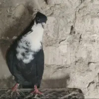 کفتر