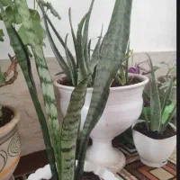 یک گل